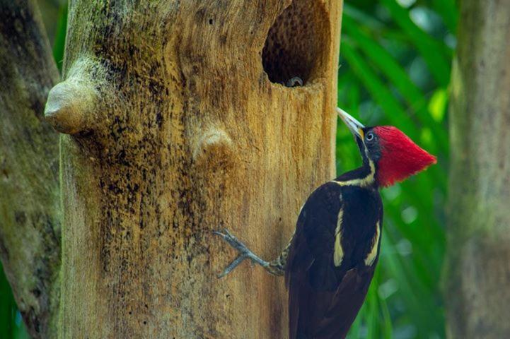 Villas Ecotucan Bacalar Kültér fotó
